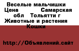 Веселые мальчишки › Цена ­ 6 000 - Самарская обл., Тольятти г. Животные и растения » Кошки   